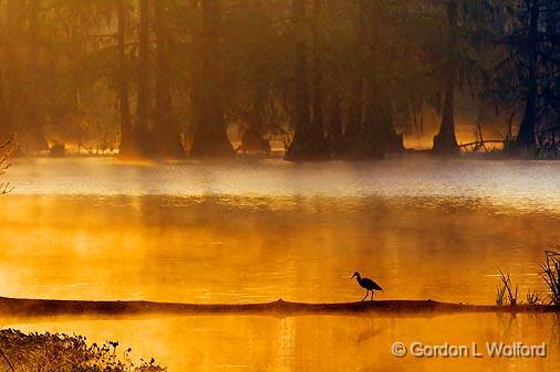 Heron Walking A Log_45841.jpg - Little Blue Heron (Egretta caerulea)Photographed at Lake Martin near Breaux Bridge, Louisiana, USA.